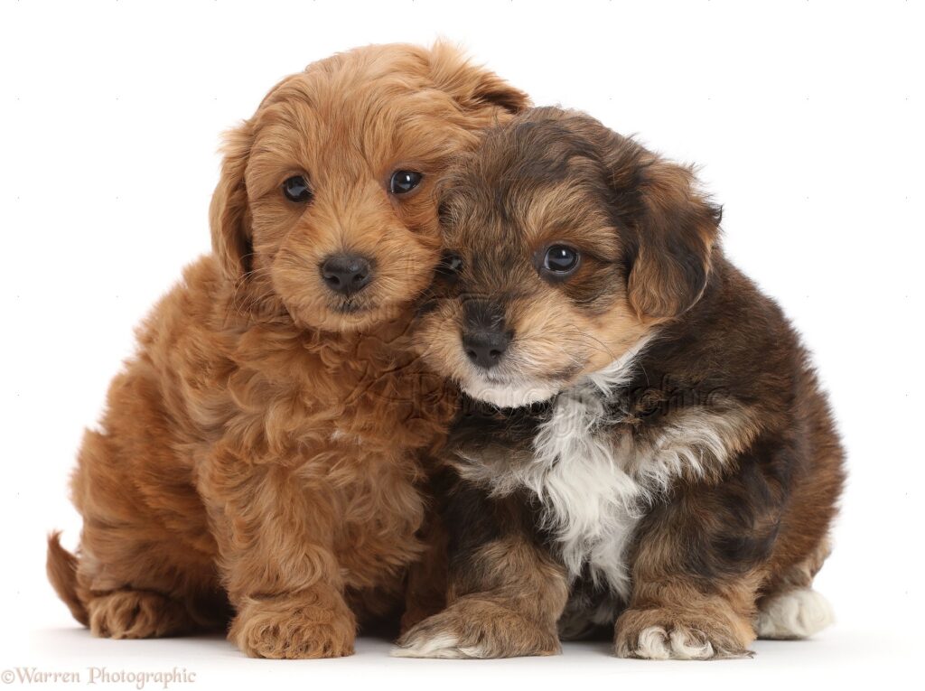 puppies
