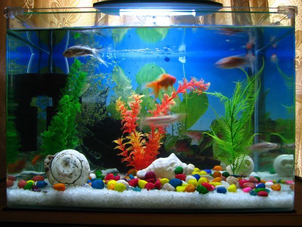 Better grown Idea: glass fish tank small